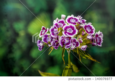 Purple and White Sweet William Dianthus Flowers on Green Background Purple and White Sweet William Dianthus Flowers on Green Background 140076977