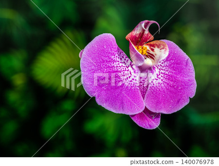 Vibrant Purple Phalaenopsis Orchid Flower Covered in Fresh Dewdrops Vibrant Purple Phalaenopsis Orchid Flower Covered in Fresh Dewdrops 140076978