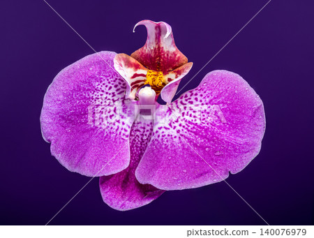 Stunning Purple Phalaenopsis Orchid Flower Isolated on Violet Background Stunning Purple Phalaenopsis Orchid Flower Isolated on Violet Background 140076979
