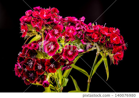 Vibrant Red Sweet William Dianthus Flowers on Black Background Vibrant Red Sweet William Dianthus Flowers on Black Background 140076980