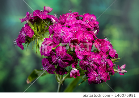 Rich Magenta Sweet William Dianthus Flowers on Green Background Rich Magenta Sweet William Dianthus Flowers on Green Background 140076981