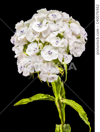 Elegant White Sweet William Dianthus Flowers on Black Background 140076982
