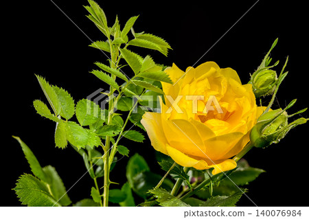 Beautiful Yellow Rose Flower with Green Leaves on Black Background 140076984