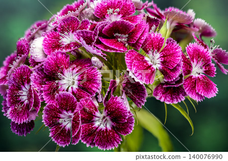 Vibrant Pink Sweet William Dianthus Flowers on Green Background 140076990