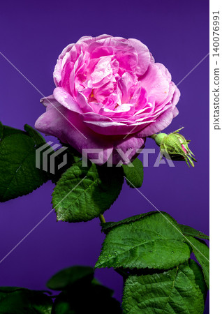 Beautiful Pink Rose Flower and Young Closed Bud on Purple Background Beautiful Pink Rose Flower and Young Closed Bud on Purple Background 140076991