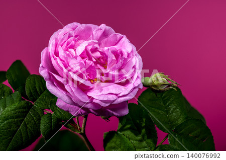Lush Pink Rose Flower and Unopened Bud Against Magenta Background Lush Pink Rose Flower and Unopened Bud Against Magenta Background 140076992