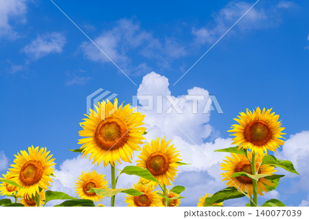 湛藍的夏日天空,以及盛開的向日葵花田。 湛藍的夏日天空,以及盛開的向日葵花田。 140077039