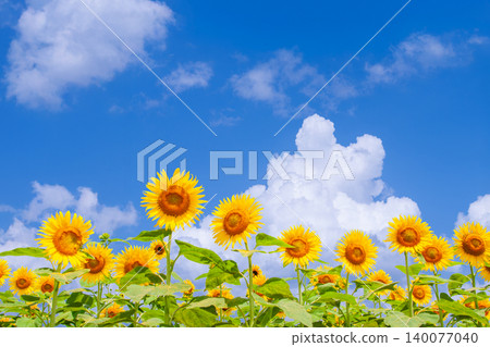 A background image featuring a vibrant blue sky and sunflowers. A background image featuring a vibrant blue sky and sunflowers. 140077040