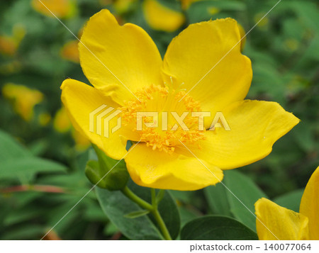 Tylin quince shi Tylin quince shi 140077064
