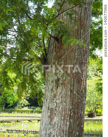 Metasequoia stem Metasequoia stem 140077066