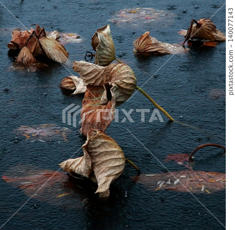 Tsuruga Pond - Withered lotus leaves, a late autumn scene. Tsuruga Pond - Withered lotus leaves, a late autumn scene. 140077143