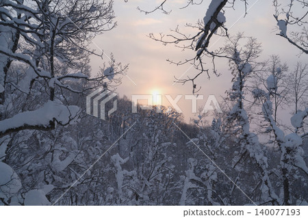 A sunset sinking into a snow-covered forest in Nayoro, Hokkaido, with snow-covered tree branches – a fantastical winter scene (December). A sunset sinking into a snow-covered forest in Nayoro, Hokkaido, with snow-covered tree branches – a fantastical winter scene (December). 140077193