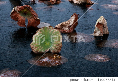 雨水落在敦賀池上，荷葉凋零。 140077213