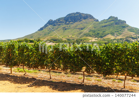 Sunlit vineyard rows with mountain backdrop 140077244