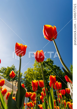Red tulips from below against deep blue sky Red tulips from below against deep blue sky 140077321