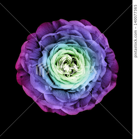 Rose flower on the black isolated background with clipping path. Closeup. For design. Studio shot. Nature. Rose flower on the black isolated background with clipping path. Closeup. For design. Studio shot. Nature. 140077365