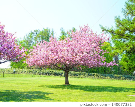 Hitsujigaoka Observation Deck, Yaezakura (double-flowered cherry blossoms), Arashi no Sakura (cherry 140077381
