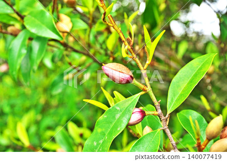 Red and cream-colored buds of the Japanese silverberry (magnolia figo) (Spring, April) Red and cream-colored buds of the Japanese silverberry (magnolia figo) (Spring, April) 140077419