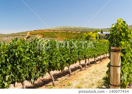 Sunlit vineyard rows with mountain backdrop Sunlit vineyard rows with mountain backdrop 140077454