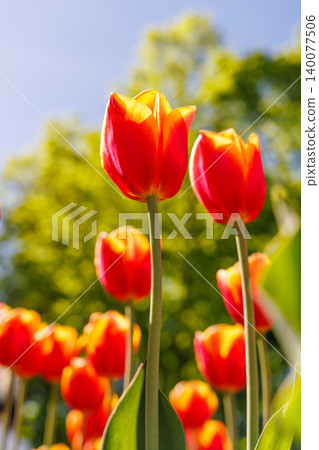 Red tulips in warm sunset light with shallow depth of field Red tulips in warm sunset light with shallow depth of field 140077506