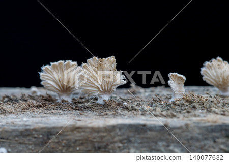Close-up fungus growing ,Mushroom on a wood dark background with copy space Close-up fungus growing ,Mushroom on a wood dark background with copy space 140077682