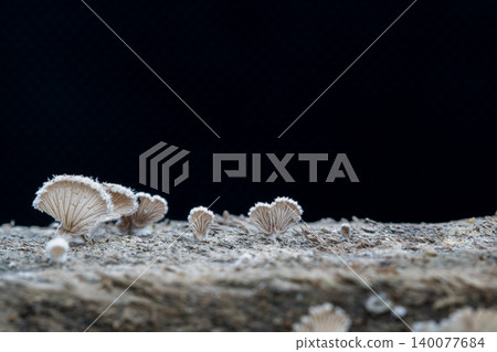 Close-up fungus growing ,Mushroom on a wood dark background with copy space Close-up fungus growing ,Mushroom on a wood dark background with copy space 140077684