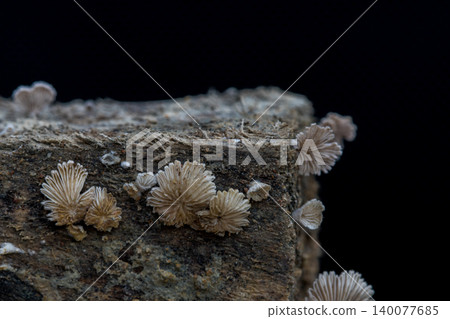 Close-up fungus growing ,Mushroom on a wood dark background with copy space Close-up fungus growing ,Mushroom on a wood dark background with copy space 140077685
