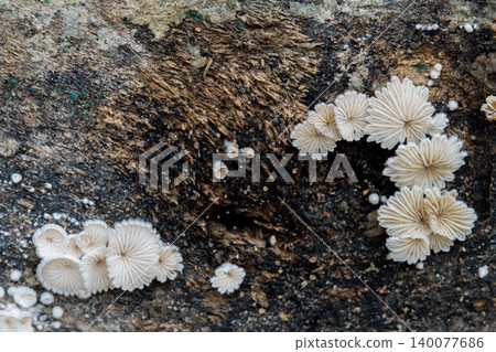 Close-up fungus growing ,Mushroom on a wood dark background with copy space Close-up fungus growing ,Mushroom on a wood dark background with copy space 140077686