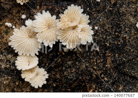 Close-up fungus growing ,Mushroom on a wood dark background with copy space Close-up fungus growing ,Mushroom on a wood dark background with copy space 140077687