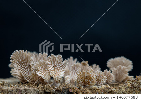Close-up fungus growing ,Mushroom on a wood dark background with copy space Close-up fungus growing ,Mushroom on a wood dark background with copy space 140077688