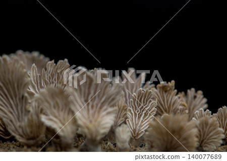 Close-up fungus growing ,Mushroom on a wood dark background with copy space Close-up fungus growing ,Mushroom on a wood dark background with copy space 140077689