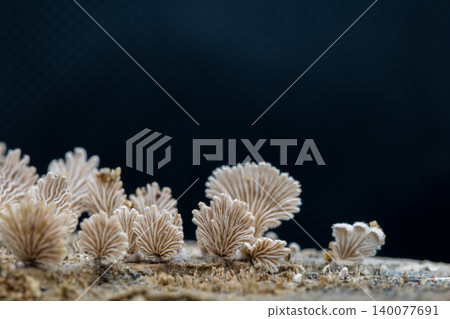 Close-up fungus growing ,Mushroom on a wood dark background with copy space Close-up fungus growing ,Mushroom on a wood dark background with copy space 140077691