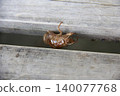 Emerged cicada shell 140077768