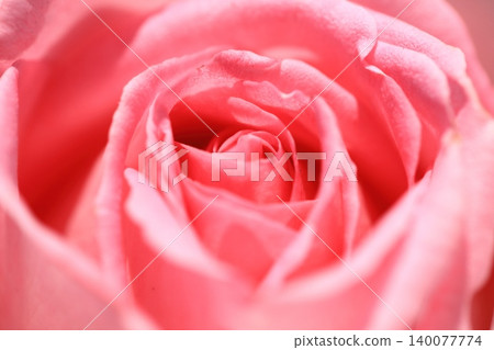 Rose flower center Rose flower center 140077774