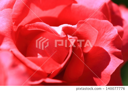 玫瑰花卉中心 玫瑰花卉中心 140077776