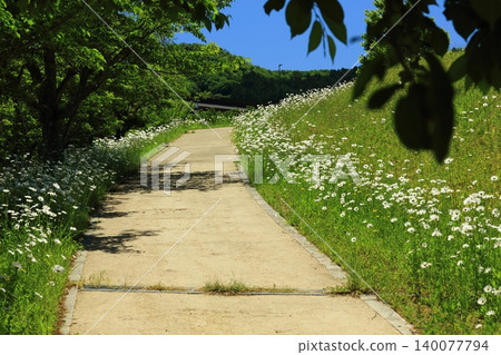 French chrysanthemum blooming road French chrysanthemum blooming road 140077794