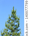 Pine shoots 140077799