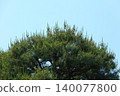 Pine shoots 140077800