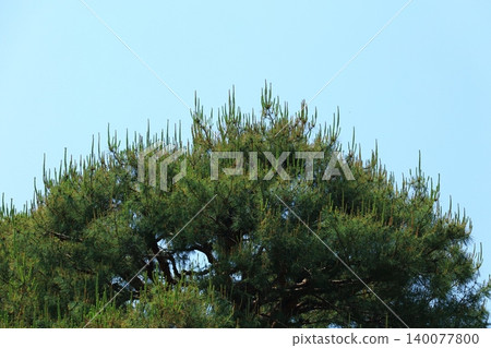 Pine shoots Pine shoots 140077800