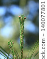 Pine shoots 140077801