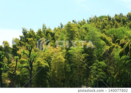 colored bamboo forest colored bamboo forest 140077802