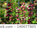 Chuuo 140077805