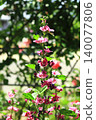 Chuuo 140077806
