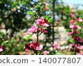 Chuuo 140077807