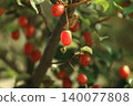Fructus fruit 140077808