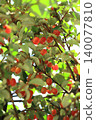 Gummy fruit 140077810