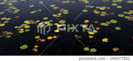 Tsuruga Pond is full of water lily leaves that have turned red in autumn. Tsuruga Pond is full of water lily leaves that have turned red in autumn. 140077881