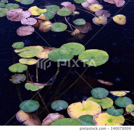 鶴池的秋色睡蓮葉 鶴池的秋色睡蓮葉 140078009