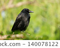 In the season of fresh green leaves, a carrion crow perches on a tree branch. 140078122