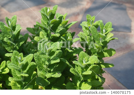 薄荷 香草 草本的 140078175